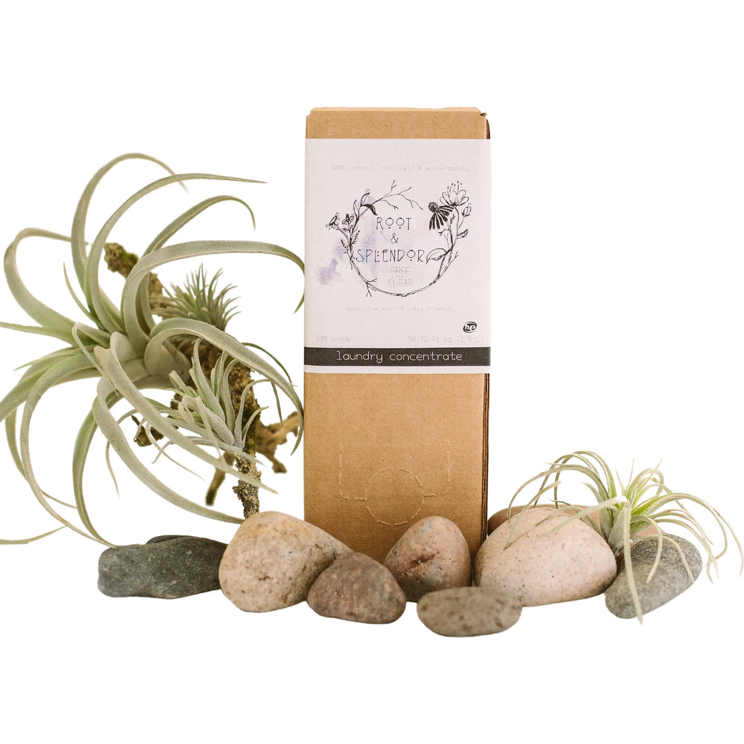 A cardboard box labeled Root and Splendor 100% Natural, Non-Toxic, Eco-Friendly Laundry Soap Concentrate is surrounded by air plants and stones. The box features botanical illustrations on a crisp white background and is safe for sensitive skin.